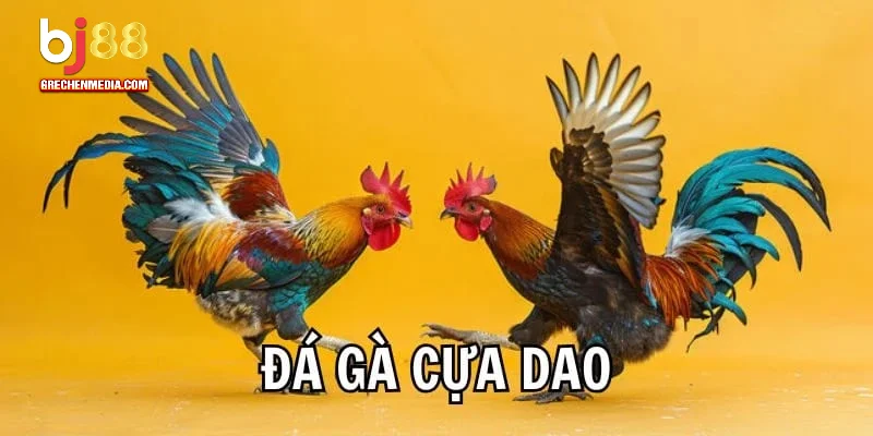 Đá gà cựa dao