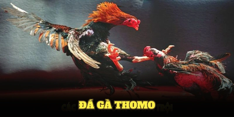 Đá gà Thomo